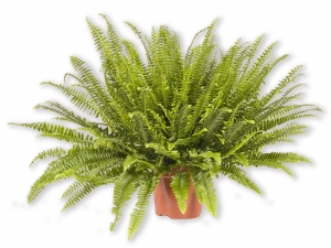 Nephrolepis Farn Schwertfarn