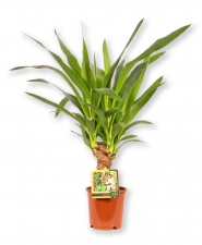 Yucca-Palme Yucca elephantipes