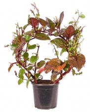 Basella alba Rosebud Bogen Malabarspinat