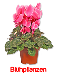 Blumen-King Bl�hpflanzen