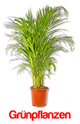 Blumen-King Gr�npflanzen