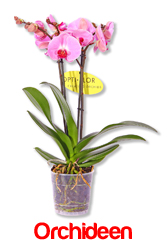 Blumen-King Orchideen